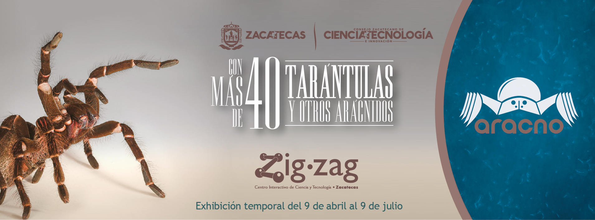 Exposición temporal «Aracno» en Zigzag